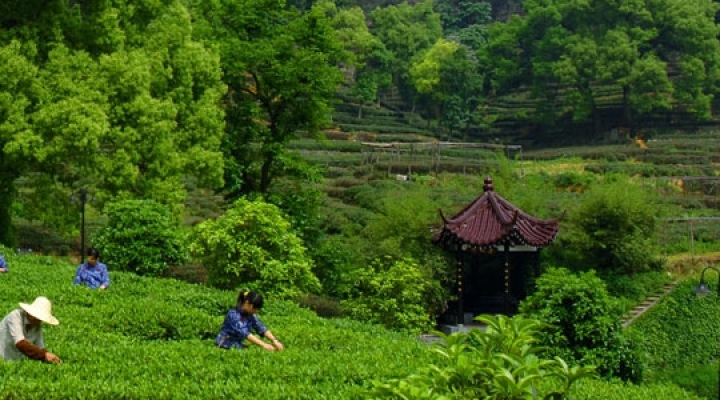 les champs de thé vert Dragon Well