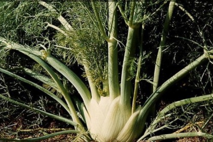 Fenouil-Légumes Occidentaux