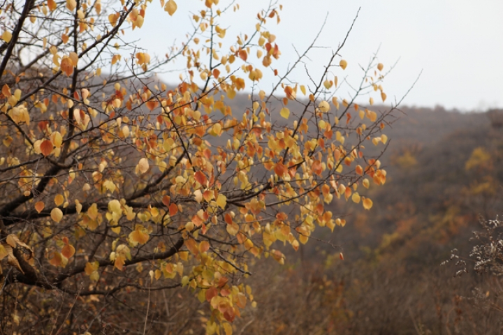 Grande muraille en automne à Pékin