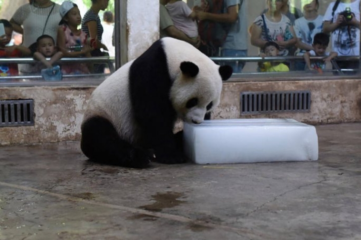 Un panda a chaud... 
